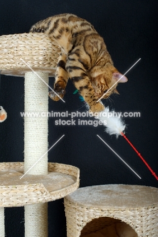 Bengal cat playing with a toy on a scratch post, black background
