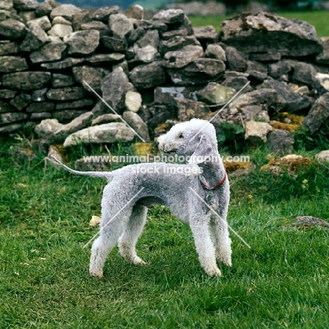 bedlington terrier standing in a field by a stone wall