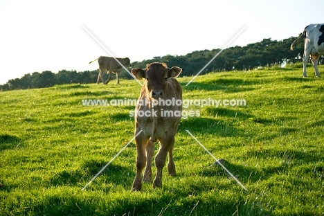 Limousin cross calf
