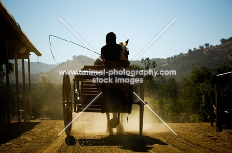 Belgian Draft horse pulling a cart.