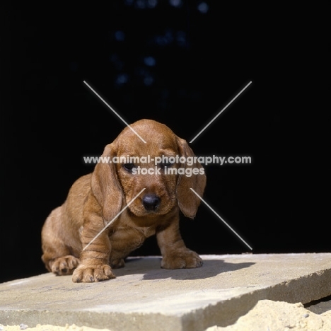 lieblings puppy, wire haired dachshund puppy on tile