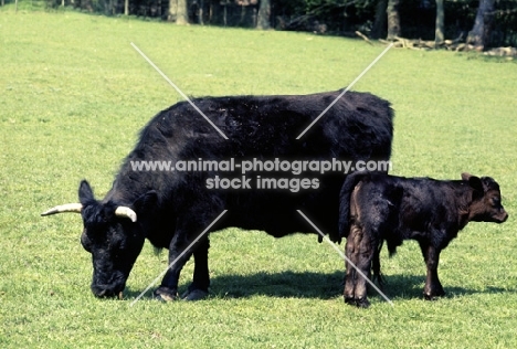 dexter cow with calf
