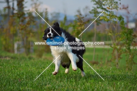 black and white border collie catching frisbee in the air