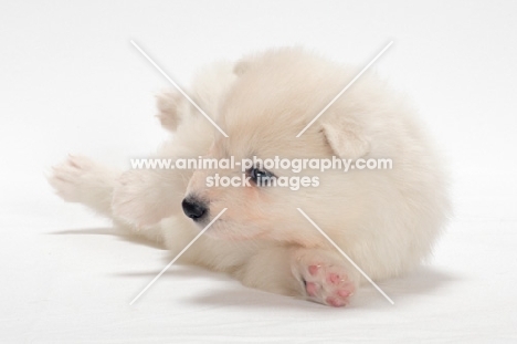 Samoyed puppy lying in studio