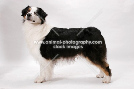 Australian Shepherd dog, American Champion