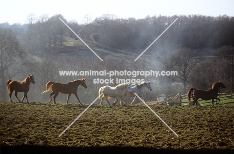 five arab mares in a field in winter