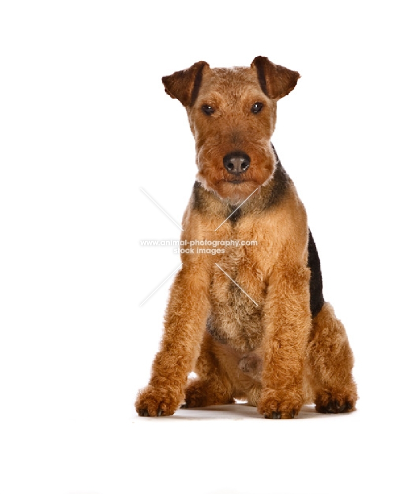 welsh terrier