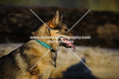 Swedish Vallhund profile