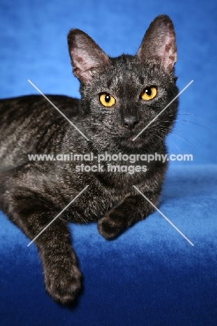 black Chausie on blue background