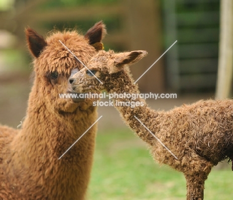 Alpaca with young