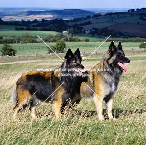 ch kyann shaded red, right, pair of tervuerens in field