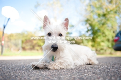 wheaten Scottish Terrier puppy lying on driveway.