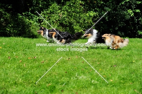 three Shetland Sheepdogs running together