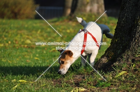 Jack Russell Terrier with leg cocked