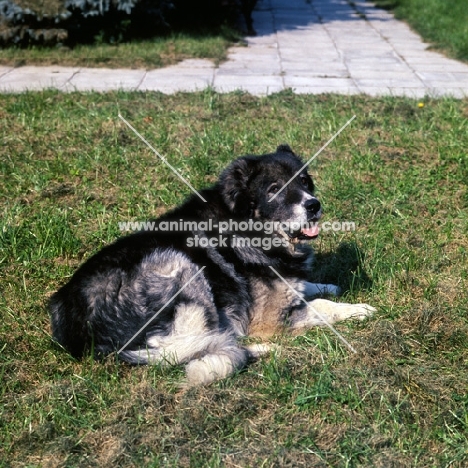 causasian sheepdog lying at moscow zoo