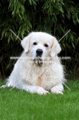 Polish Tatra Herd Dog