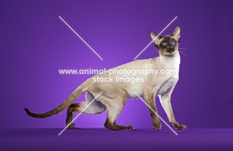 Siamese, side view on purple background
