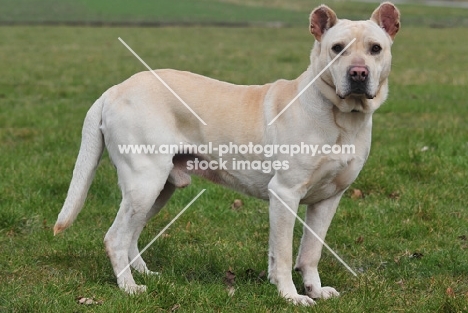 Cimarron Uruquayo dog, standing on grass and looking at camera