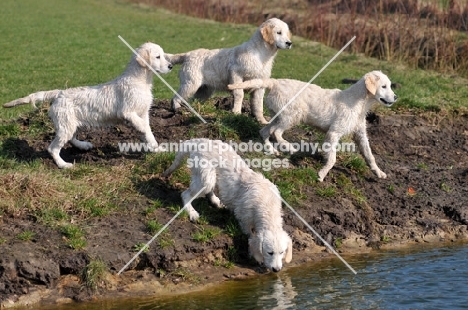 four young Golden Retrievers near water