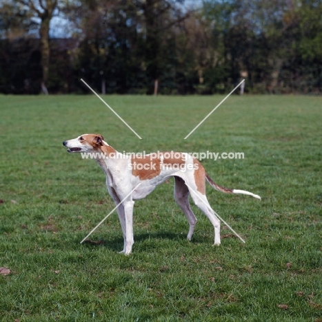 show greyhound standing in a field