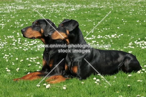 two black and tan dobermann dogs lying down