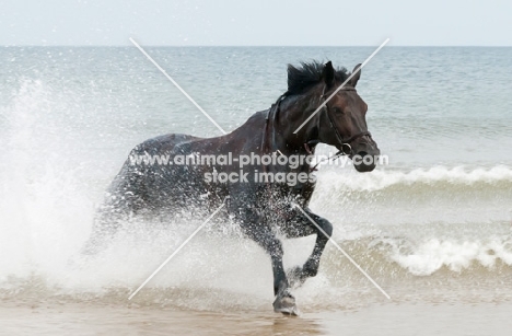 Thoroughbred horse running in sea