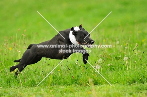 Lurcher in motion