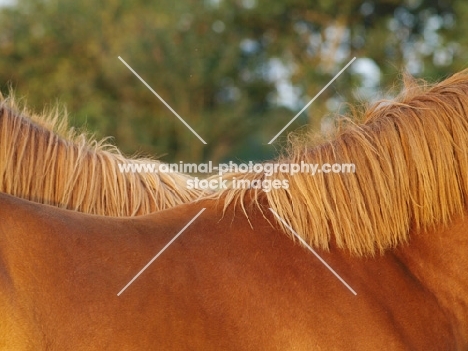 Suffolk Punches backs