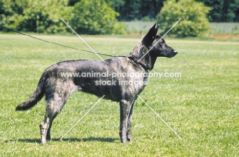 Nederlandse Herder - dutch sheepdog - smooth