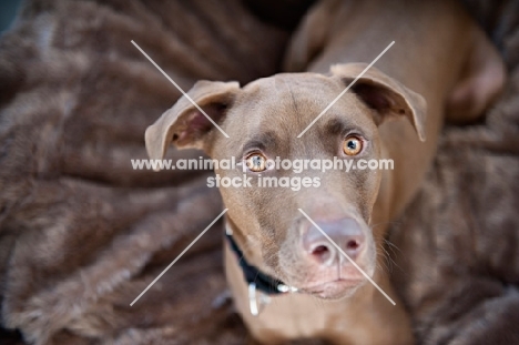 chocolate pit bull mix on brown blanket