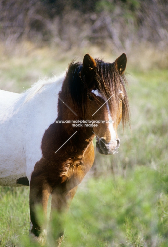 chincoteague pony looking towards camera