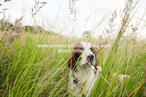 Irish red and white setter in high grass