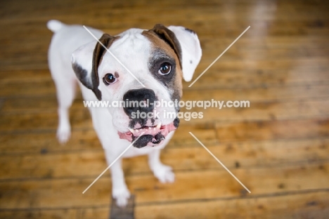 Wide-angle of White Boxer standing on hardwood floor, showing underbite.