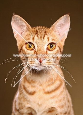 Ocicat portrait, front view