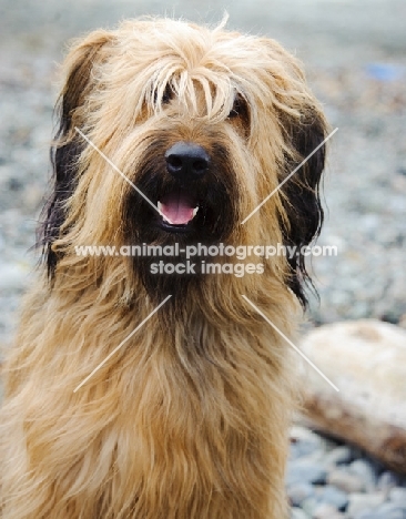 Briard, front view