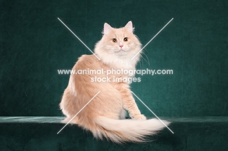 Siberian cat, back view