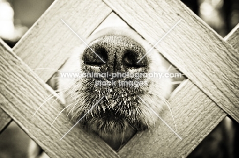 Golden Retriever poking nose through fence