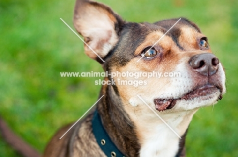 Staff x Beagle headshot