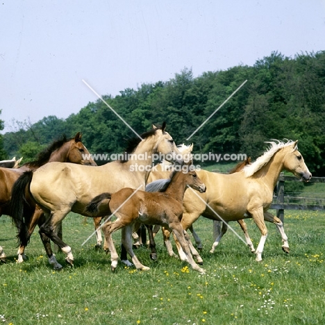 palomino mare and foal in group (unknown breed) cantering 
