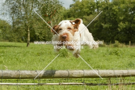 Italian Spinone jumping fence