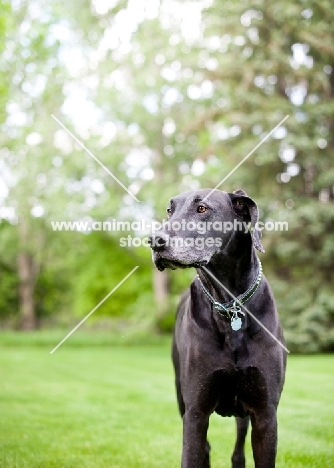 Black Great Dane standing in green yard.