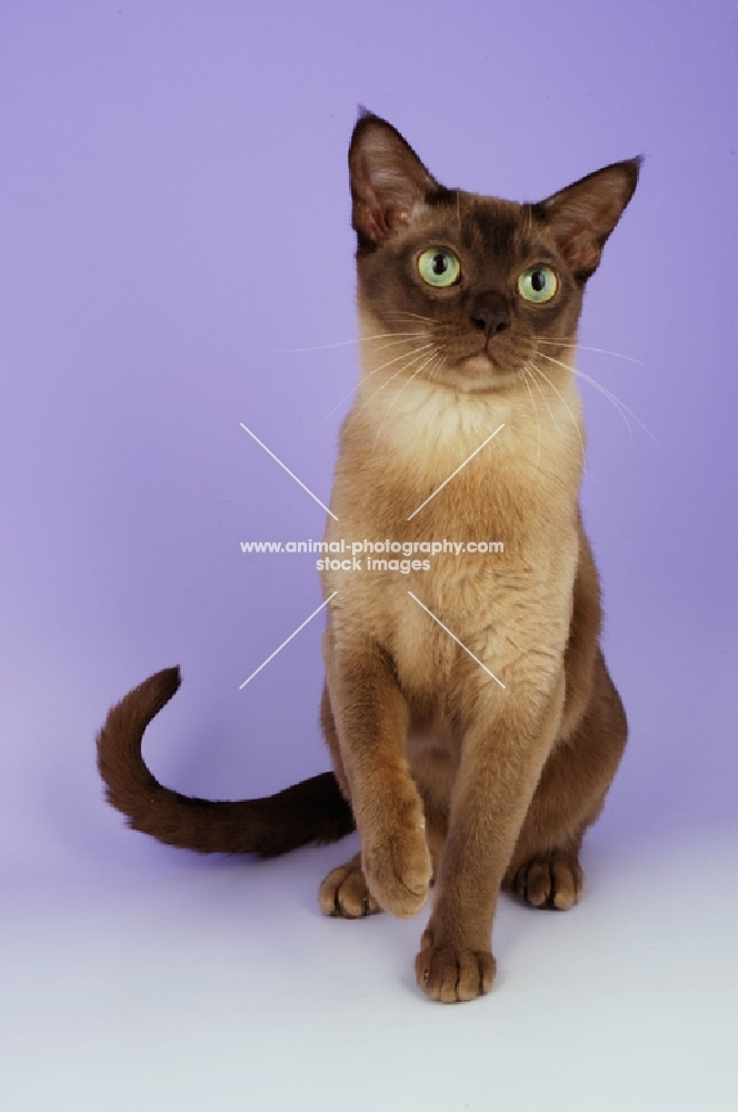 chocolate burmese cat front view