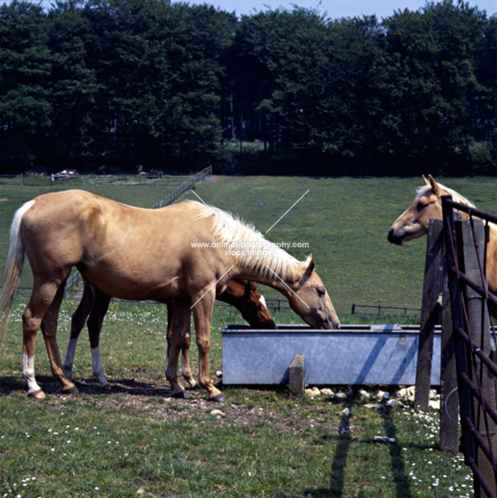 palomino mare and chestnut foal drinking at trough, another looks on