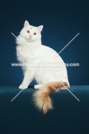 Turkish Van cat