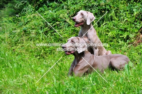 two Weimaraners in grass