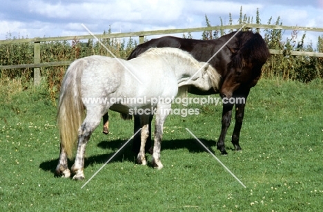 connemara stallion nuzzling mare