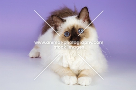 chocolate point birman kitten lying down