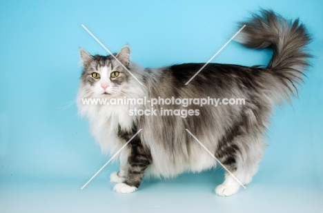 fluffy blue silver and white Norwegian Forest cat, tail up