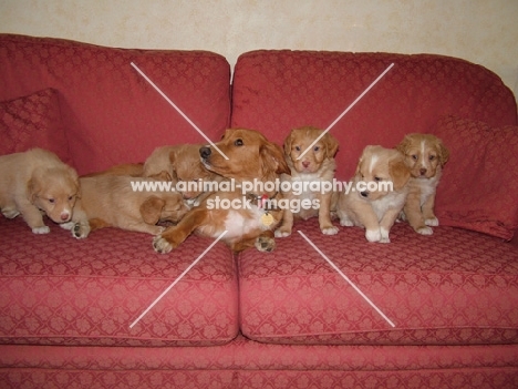 Nova Scotia Duck Tolling Retriever