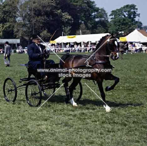 Hackney Pony in driving competition